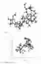 Fig. 09 - Determining a spatial configuration of multiple nuclei