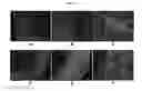 Fig. 06 - Engineered Three-Dimensional Breast Tissue, Adipose Tissue, and Tumor Disease Model
