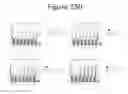 Fig. 192 - Activation of bioluminescence by structural complementation