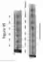 Fig. 50 - Activation of bioluminescence by structural complementation