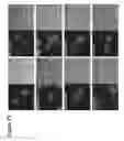 Fig. 76 - Activation of bioluminescence by structural complementation
