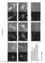 Fig. 77 - Activation of bioluminescence by structural complementation