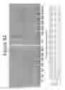 Fig. 93 - Activation of bioluminescence by structural complementation