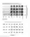 Fig. 03 - Strings of epitopes useful in diagnosing and eliciting immune responses to sexually transmitted infections