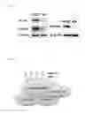 Fig. 02 - METHODS AND KITS FOR DETECTING CANCER
