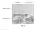 Fig. 04 - Materials and methods for performing histochemical assays for human pro-epiregulin and amphiregulin
