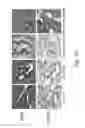Fig. 06 - Materials and methods for performing histochemical assays for human pro-epiregulin and amphiregulin