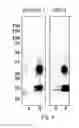 Fig. 09 - Materials and methods for performing histochemical assays for human pro-epiregulin and amphiregulin