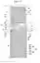 Fig. 35 - Liquid crystal display device