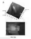 Fig. 55 - VIRTUAL CELL SIMULATOR