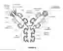 Fig. 09 - SYSTEM AND METHOD FOR GENERATING ANTIBODY LIBRARIES