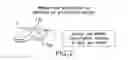 Fig. 03 - Toot suite whistle pack