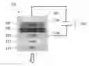 Fig. 01 - SEMICONDUCTOR LIGHT EMITTING DEVICE INCLUDING REFLECTIVE ELEMENT AND METHOD OF MAKING SAME