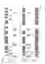Fig. 11 - BACKGROUND SCAN WITH DYNAMIC TIME AND FREQUENCY SWITCHING