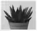 Fig. 01 - Gasteria plant named 'D Due'