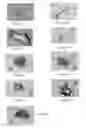 Fig. 06 - COMPOSITIONS FOR CONTROL OF HEMIPTERAN INSECT STYLET SHEATH STRUCTURE FORMATION