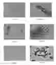 Fig. 07 - COMPOSITIONS FOR CONTROL OF HEMIPTERAN INSECT STYLET SHEATH STRUCTURE FORMATION
