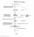Fig. 02 - COMPOSITIONS AND METHODS FOR TREATING LUNG DISEASES AND LUNG INJURY