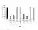 Fig. 07 - COMPOSITIONS AND METHODS FOR TREATING LUNG DISEASES AND LUNG INJURY