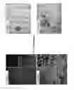 Fig. 07 - 5-hydroxytryptamine 1B receptor-stimulating agent for use as a promoter of satellite cells self-renewal and/or differentiation