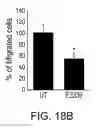 Fig. 21 - Methods of targeting APE/Ref-1 to inhibit hypoxia signaling genes