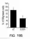 Fig. 23 - Methods of targeting APE/Ref-1 to inhibit hypoxia signaling genes
