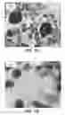 Fig. 02 - Targeted notch pathway inhibitors