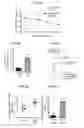 Fig. 04 - Compositions and Methods for Muscle Regeneration Using Prostaglandin E2