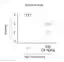 Fig. 08 - Therapeutic agent for myotonic dystrophy