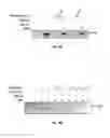 Fig. 08 - METHOD AND COMPOSITIONS FOR THE USE OF BOTANICAL EXTRACTS IN THE TREATMENT OF VIRAL INFECTIONS, CANCER, PAIN, ITCH, AND INFLAMMATION