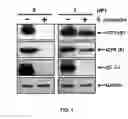 Fig. 10 - METHOD AND COMPOSITIONS FOR THE USE OF BOTANICAL EXTRACTS IN THE TREATMENT OF VIRAL INFECTIONS, CANCER, PAIN, ITCH, AND INFLAMMATION