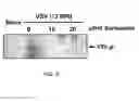 Fig. 14 - METHOD AND COMPOSITIONS FOR THE USE OF BOTANICAL EXTRACTS IN THE TREATMENT OF VIRAL INFECTIONS, CANCER, PAIN, ITCH, AND INFLAMMATION