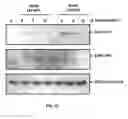 Fig. 18 - METHOD AND COMPOSITIONS FOR THE USE OF BOTANICAL EXTRACTS IN THE TREATMENT OF VIRAL INFECTIONS, CANCER, PAIN, ITCH, AND INFLAMMATION