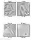 Fig. 20 - METHOD AND COMPOSITIONS FOR THE USE OF BOTANICAL EXTRACTS IN THE TREATMENT OF VIRAL INFECTIONS, CANCER, PAIN, ITCH, AND INFLAMMATION