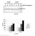 Fig. 23 - METHOD AND COMPOSITIONS FOR THE USE OF BOTANICAL EXTRACTS IN THE TREATMENT OF VIRAL INFECTIONS, CANCER, PAIN, ITCH, AND INFLAMMATION