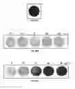 Fig. 28 - METHOD AND COMPOSITIONS FOR THE USE OF BOTANICAL EXTRACTS IN THE TREATMENT OF VIRAL INFECTIONS, CANCER, PAIN, ITCH, AND INFLAMMATION