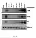 Fig. 47 - METHOD AND COMPOSITIONS FOR THE USE OF BOTANICAL EXTRACTS IN THE TREATMENT OF VIRAL INFECTIONS, CANCER, PAIN, ITCH, AND INFLAMMATION