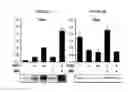 Fig. 08 - Methods for treating metabolic disorders using FGF