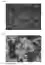 Fig. 04 - Process and composition for low dose insemination