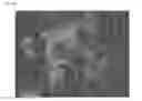 Fig. 05 - Process and composition for low dose insemination