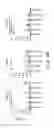 Fig. 04 - Immunogenic preprocalcitonin peptides