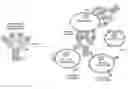 Fig. 01 - MULTIMERIC IL-15-BASED MOLECULES