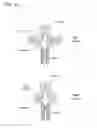 Fig. 10 - MULTIMERIC IL-15-BASED MOLECULES