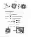 Fig. 02 - Nanoassembled complexes of nucleic acids, avidin and biotinylated compounds for use as drug carriers