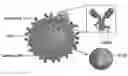 Fig. 01 - Targeted nanoparticle conjugate and method for co-delivery of siRNA and drug