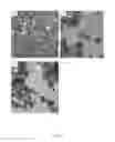 Fig. 08 - Targeted nanoparticle conjugate and method for co-delivery of siRNA and drug