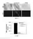Fig. 02 - METHODS OF PREPARING ECM SCAFFOLDS AND HYDROGELS FROM COLON