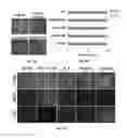 Fig. 08 - METHODS OF PREPARING ECM SCAFFOLDS AND HYDROGELS FROM COLON