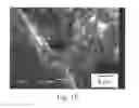 Fig. 13 - Article with foamed surface, implant and method of producing the same