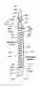 Fig. 01 - NEEDLE ASSEMBLIES WITH SAFETY SYSTEMS AND MANUFACTURING METHOD THEREFOR